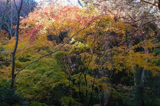 奥深い森の紅葉 紅葉,秋のイメージ,落葉の写真素材