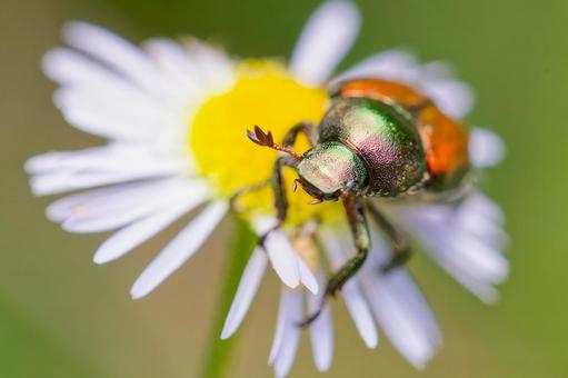 野花に留まるマメコガネ 野花に留まるマメコガネ マメコガネ,豆黄金,コガネムシ科の写真素材