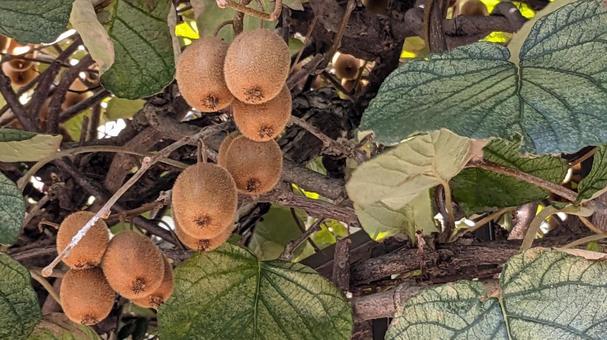 キウイフルーツ キウイフルーツ,キウイ,果物の写真素材