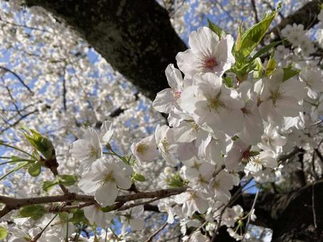 桜 桜の写真