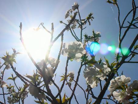 日本の花の写真