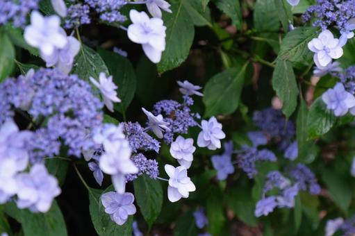 紫陽花 紫陽花の写真