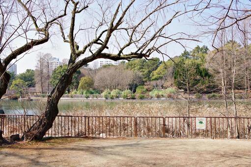 早春の公園風景 公園,牛ヶ首池,葦の写真素材