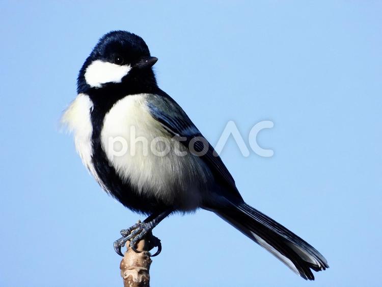 枝の先端につかまるシジュウカラ 鳥,野鳥,シジュウカラの写真素材