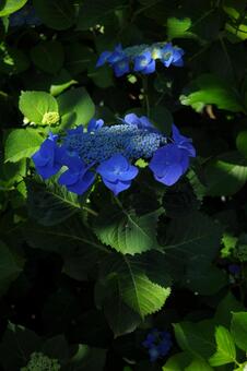 旅先の紫陽花 旅先の紫陽花の写真