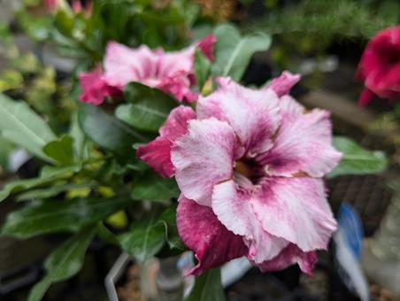 Photo, roses in the sky, flower, gardening, 