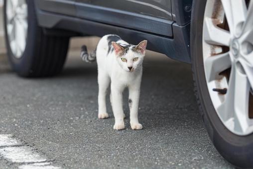 車の側でじっと見つめる牛柄猫の写真