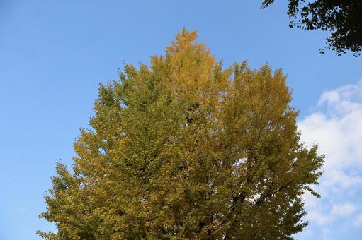 青空と白い雲と黄色に色づく銀杏の大樹 青空,白い,雲の写真素材
