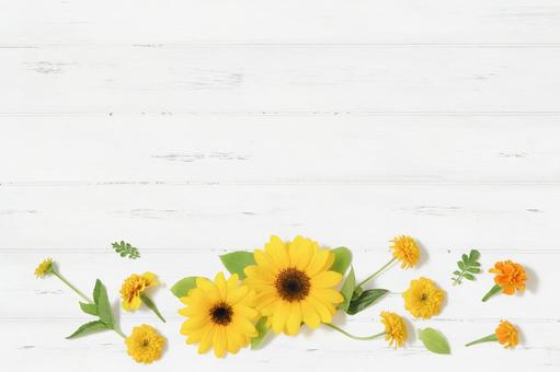 White painted wood background for sunflower decoration ②, wallpaper, latar mburi, sunflower, JPG