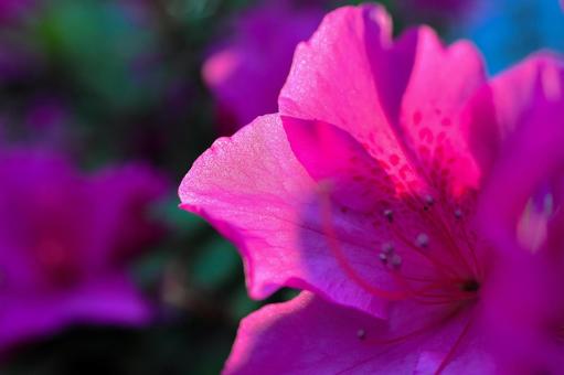 マクロ撮影したアザレア（西洋ツツジ）の花 アザレア,アザレアピンク,植物の写真素材