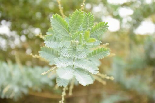 Front of young branch, ramo, alberi, naturalmente, JPG