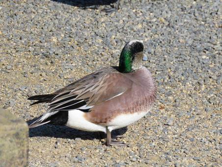 地面に佇むアメリカヒドリのオス アメリカヒドリ,野鳥,動物の写真素材