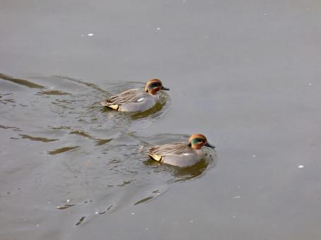 冬の川面を仲良く泳ぐオスのコガモ二羽 冬の川面を仲良く泳ぐオスのコガモ二羽の写真