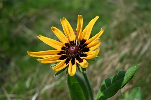 花の蜜を吸う小さな蝶 花の蜜を吸う小さな蝶の写真