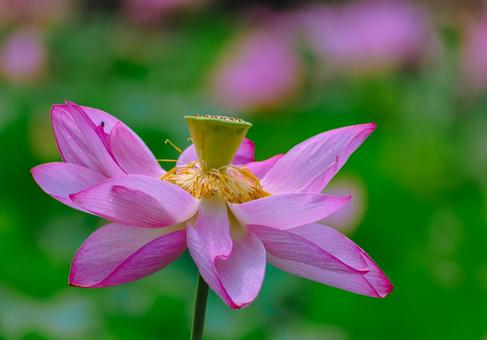 Photo, ancient lotus, lotus, lotus flower, 