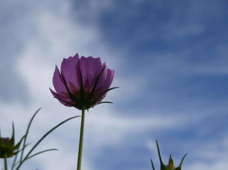 コスモスの写真