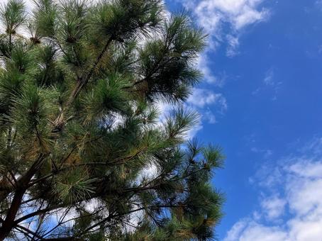 青空に映える松の木 道端,自然,植物の写真素材