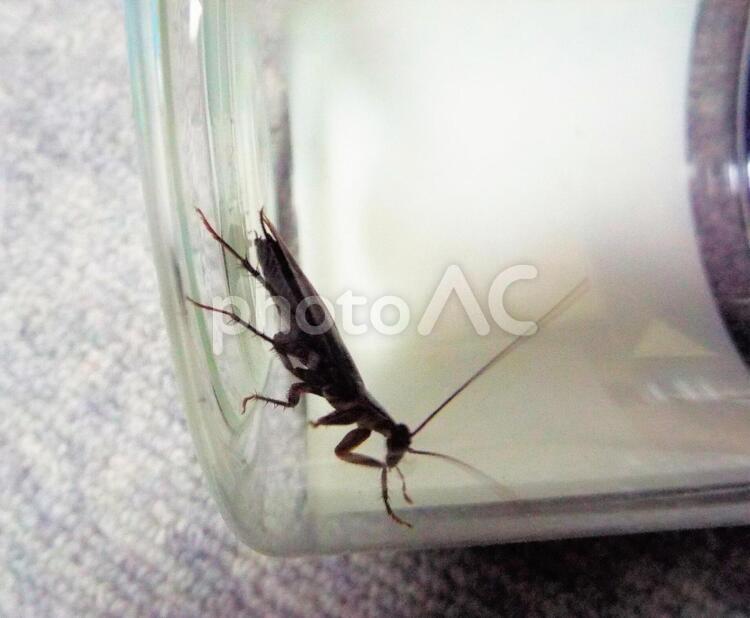 生け捕りにしたので、撮影しました。ごめんなさい。カマキリぽい。 ごきぶり,チャバネゴキブリ,害虫の写真素材