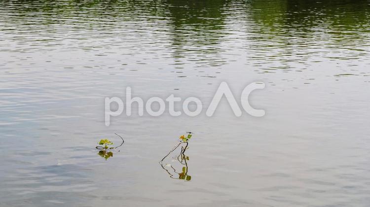 夏の水元公園・池のトンボ（東京都葛飾区） 夏,水元公園,トンボの写真素材