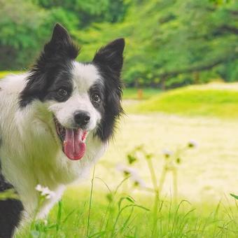 ボーダーコリーのポートレート② ボーダーコリーのポートレート② 犬,ボーダーコリー,中型犬の写真素材