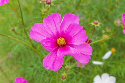 ピンクコスモスのアップと緑の背景 コスモス,花,ピンクの写真素材