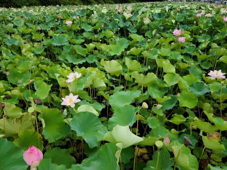 秋田にある美しい蓮の花畑 秋田にある美しい蓮の花畑 秋田,蓮,花畑の写真素材