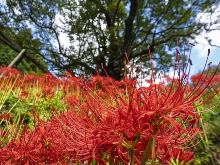 千年桜を仰ぐ朱の華 千年桜を仰ぐ朱の華の写真