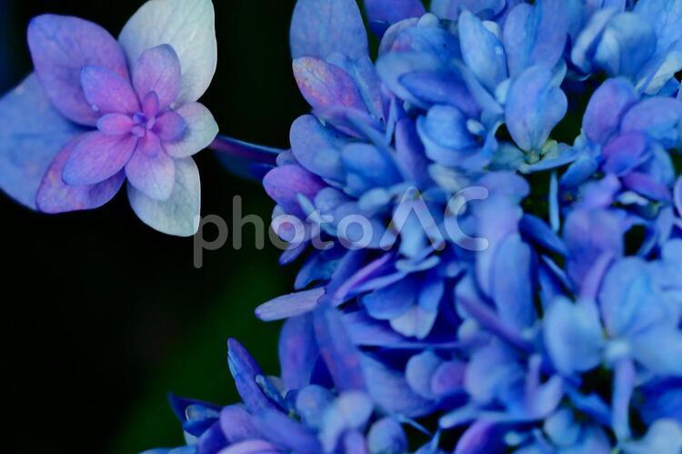 あじさい風景 紫陽花,あじさい,アジサイの写真素材