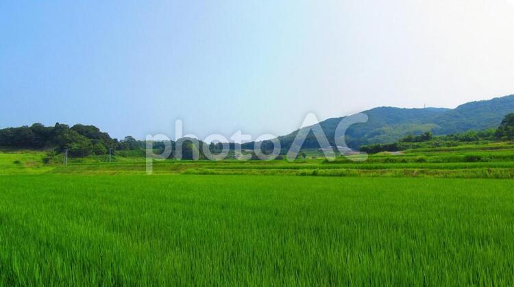 田舎の田園風景 田園,田舎,稲作の写真素材