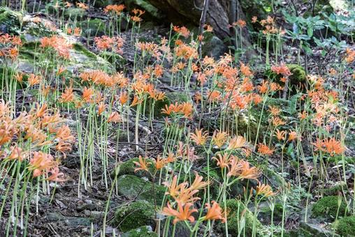 八幡岳のオオキツネノカミソリ オオキツネノカミソリ,群生地,花の写真素材
