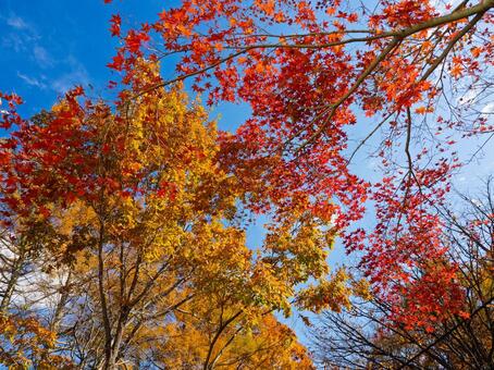 青空に映える鮮やかな紅葉のグラデーション 紅葉,黄葉,秋の写真素材