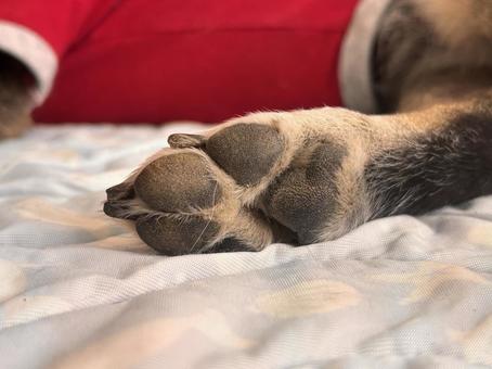 犬の足 犬の足の写真