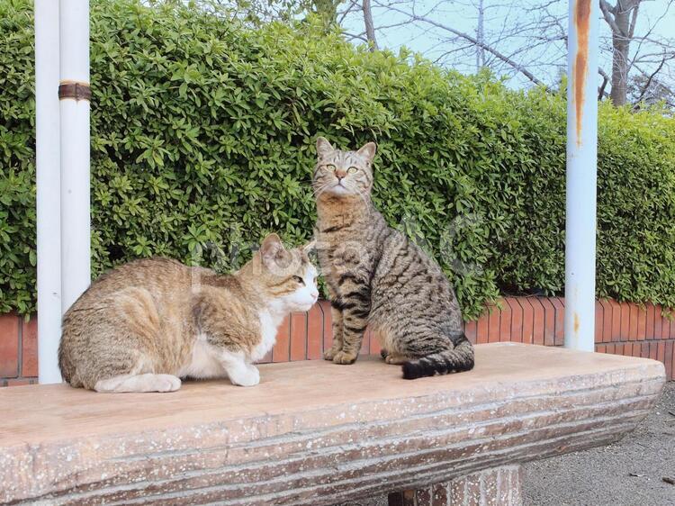 二匹の野良猫(1) 野良猫,猫,自然の写真素材