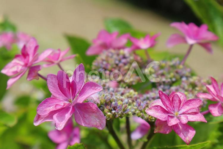 ガクアジサイ7 紫陽花,あじさい,アジサイの写真素材