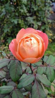 オレンジのバラ 薔薇,ローズ,バラの写真素材