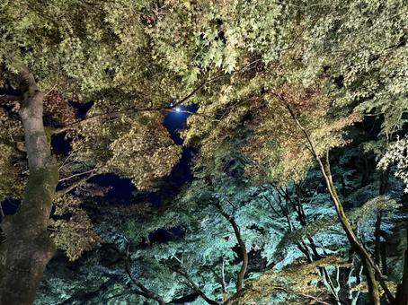 森の合間の月 紅葉,青紅葉,夜の写真素材