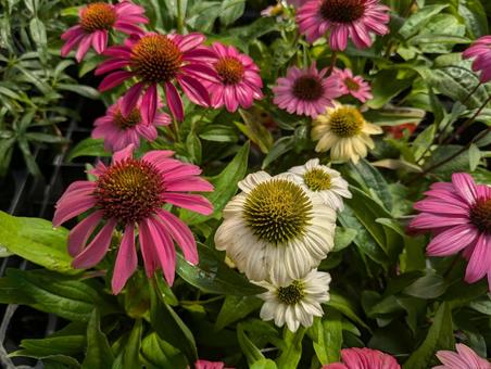 エキナセアの花 エキナセアの花の写真