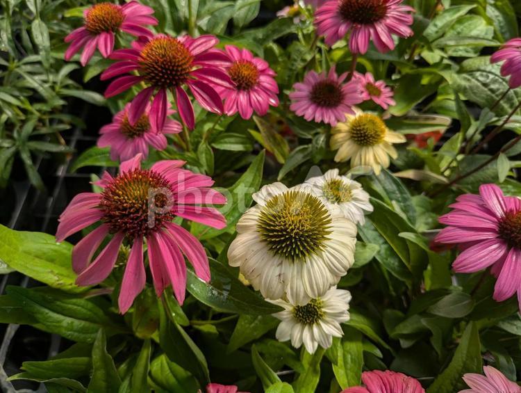 エキナセアの花 花,flower,植物の写真素材