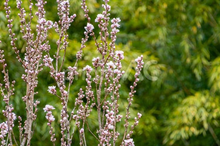 春に芽吹くカンヒザクラのつぼみと花 カンヒザクラ,桜,花の写真素材