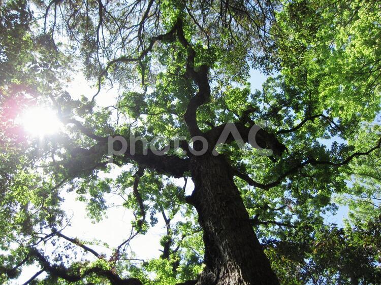 見上げた木 木,新緑,太陽の写真素材