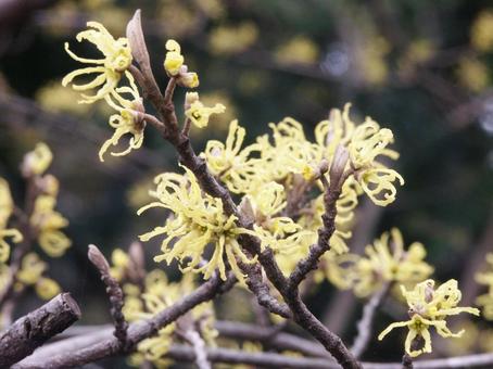 マンサク・満作　咲く風景 花木,リボン状,ねじれの写真素材