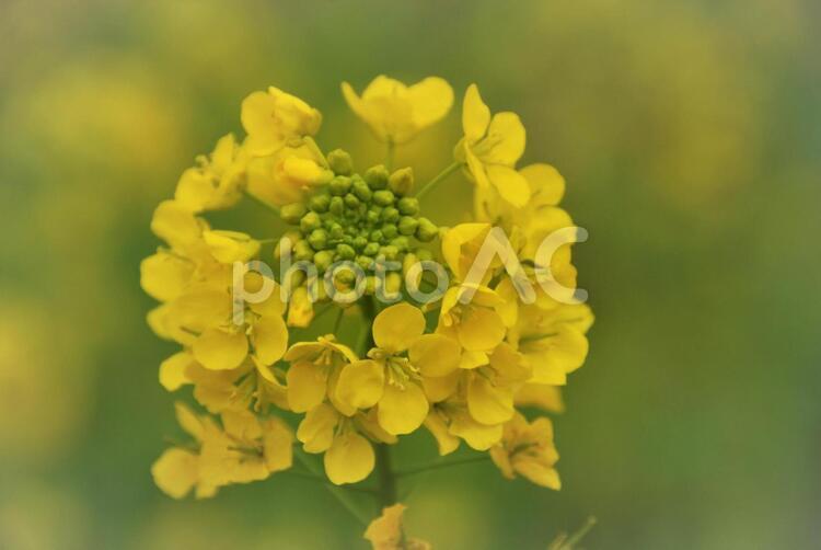 植物　花　菜の花 植物,花,菜の花の写真素材