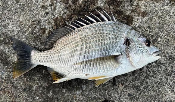 堤防にて釣れたキビレ 堤防にて釣れたキビレ キビレ,キチヌ,黄チヌの写真素材