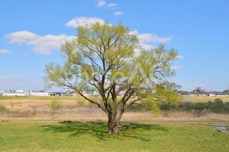 宮城県仙台市　広瀬川河川敷からの風景　１７ 広瀬川河川敷,木,樹木の写真素材