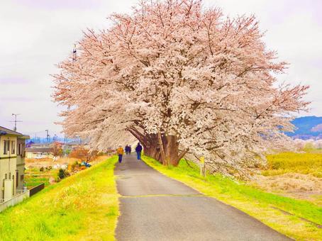 桜並木の写真