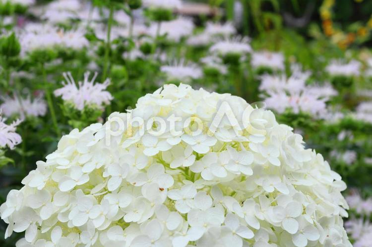 梅雨の季節　白いアジサイの花 アジサイ,あじさい,あじざいの花の写真素材