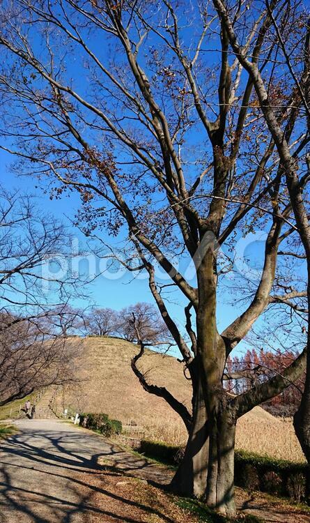 古墳と大きな木 (物語),さきたま古墳,はれの写真素材