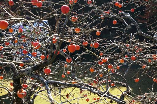 柿の木になる実 柿の木,実,果実の写真素材