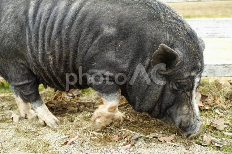 ドイツ風　風景　02　豚 動物,哺乳動物,自然の写真素材
