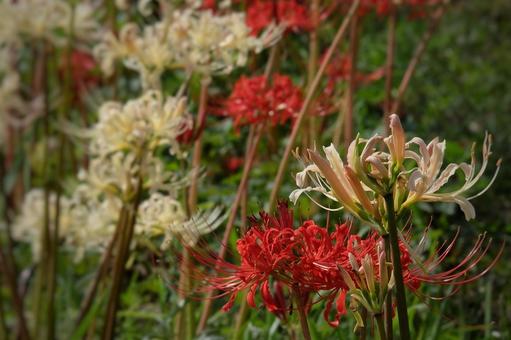 紅白彼岸花の輝き 紅白彼岸花の輝き 彼岸花,クローズアップ,秋の写真素材